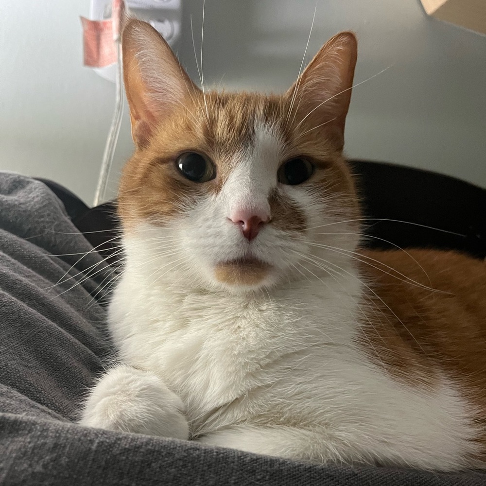 Meet your Posher, Mia